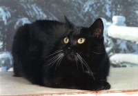 /album/fotogalerie-miezekatzen/fotosession1-mittrixi-jpg/